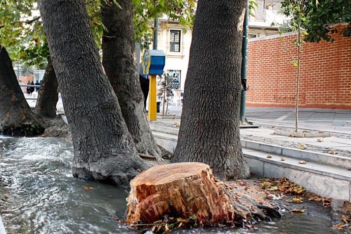 لزوم اصلاح طرح تفصیلی خیابان ولیعصر(عج) برای نجات درختان