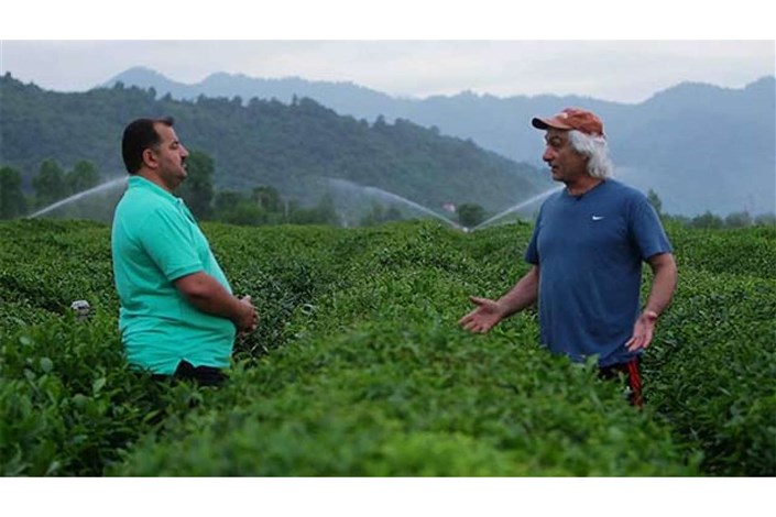 معضلات کشاورزان و کارخانه داران صنعت چای در مستند «چای ایرانی»