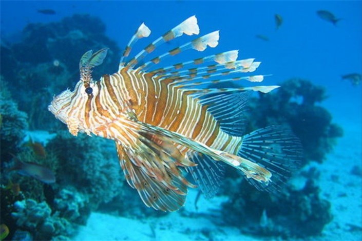 خطر نوعی ماهی مهاجم در دریای مدیترانه گسترش می یابد