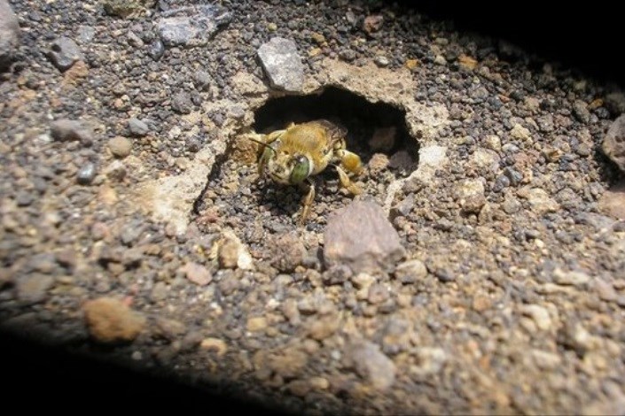 زندگی نوعی زنبور در میان مواد مذاب آتشفشانی/تصاویر