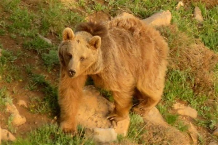 حمله خرس وحشی به زن 55 ساله کوهرنگی