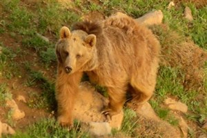 راهکارهایی برای جلوگیری از آسیب خرس‌های قهوه ای به کشاورزان