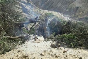 درخت 600 ساله روستای اویزر کرج در آتش سوخت