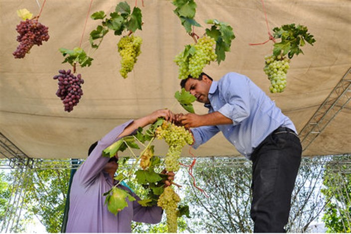 جشنواره بزرگ انگور در بوستان رازی 