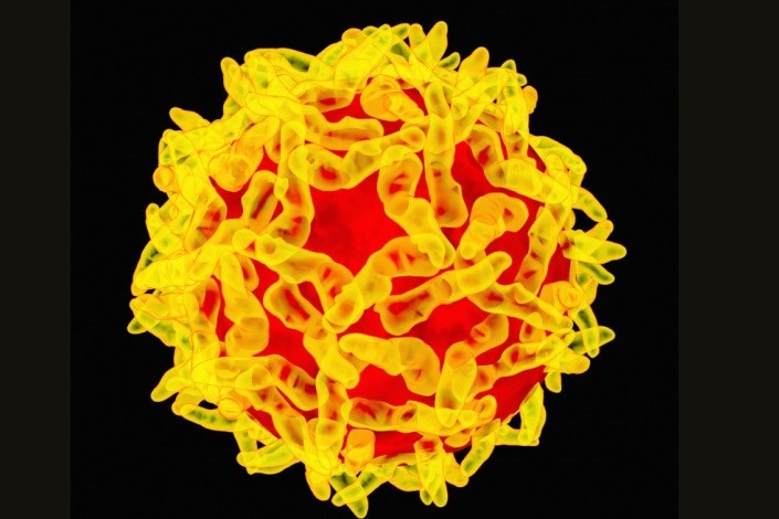هشدار، ویروس تب زرد در جهان در حال انتشار است