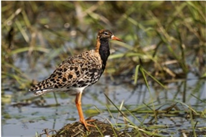 شناسایی و ثبت 4 گونه پرنده در تالاب گندمان چهارمحال و بختیاری از سوی دانشجوی واحد علوم و تحقیقات