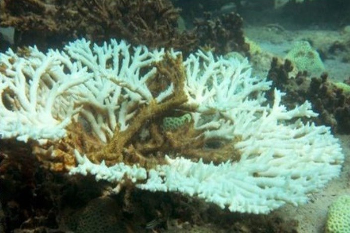 تاثیر تغییر اقلیم بر سفیدشدگی مرجان‌ها