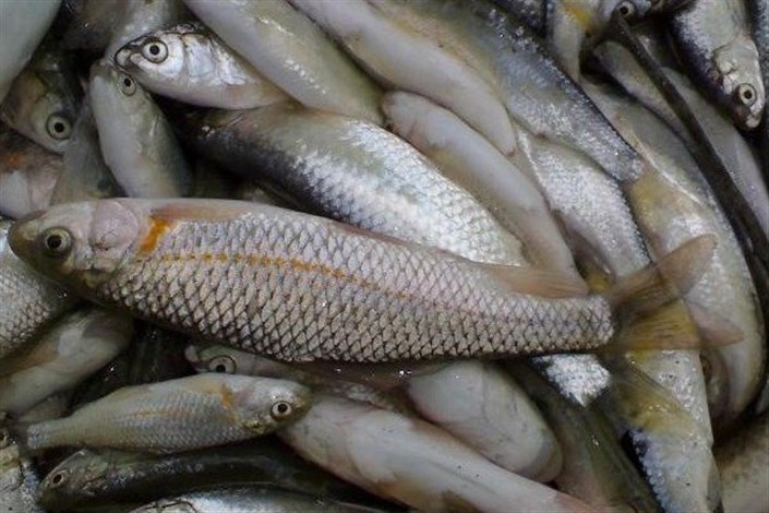 کشف 10 هزار کیلو  ماهی با بسته بندی غیربهداشتی در شرق تهران/ متهم اصلی دستگیر شد