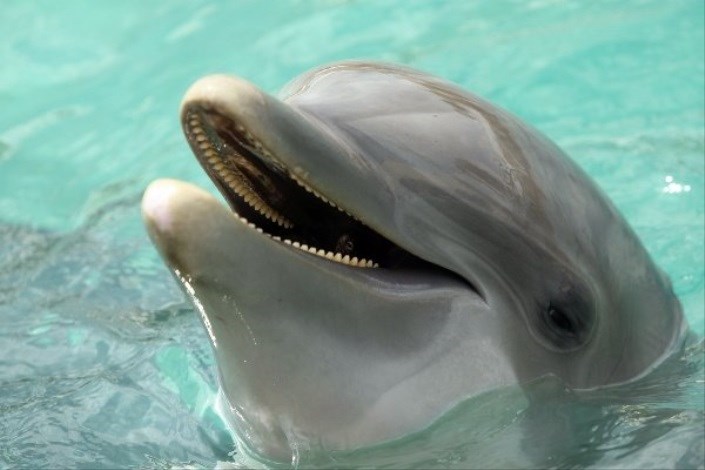  فرانسه پرورش دلفین‌ در آکواریوم‌ را ممنوع کرد