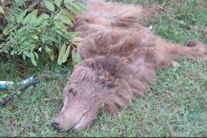مرگ خرس قهوه ای به علت قطع شدن دستش در مازندران/ تصاویر