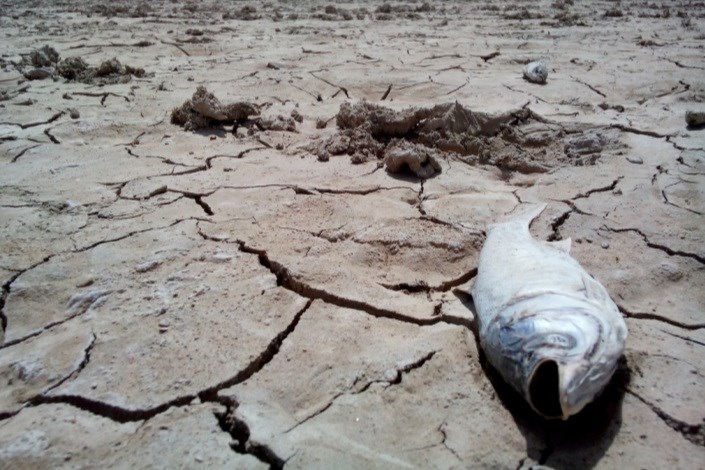 مرگ ماهی‌ها در تالاب هامون صحت دارد/ برنامه‌ای برای احیای تالاب