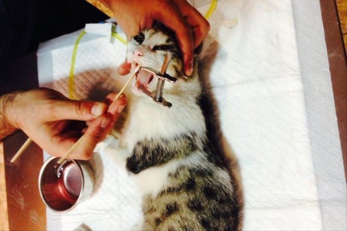 یک مدیر ساختمان در شهرک اکباتان ده گربه را بامرگ موش کشت