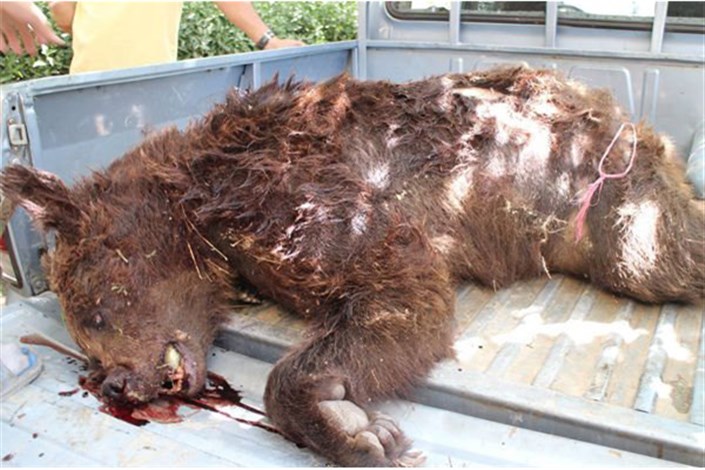 خرس دربرخورد با خودرو در  بوانات   استان فارس  کشته شد