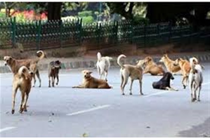  حمله گسترده سگ ها به مردم پکن/هشدار مسئولان: از سگ ها دوری کنید