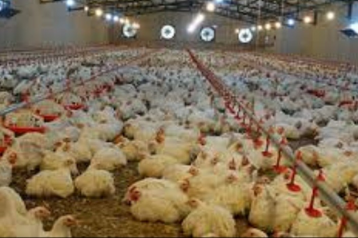 قیمت مرغ از شهریور تاکنون روند کاهشی داشت/ برنامه ریزی برای ماه محرم