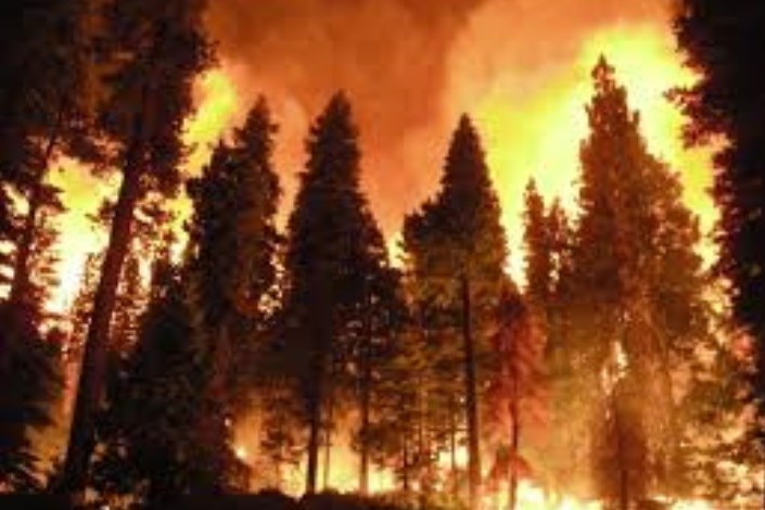 124 اصله درخت در شهرستان فردوس در آتش سوخت