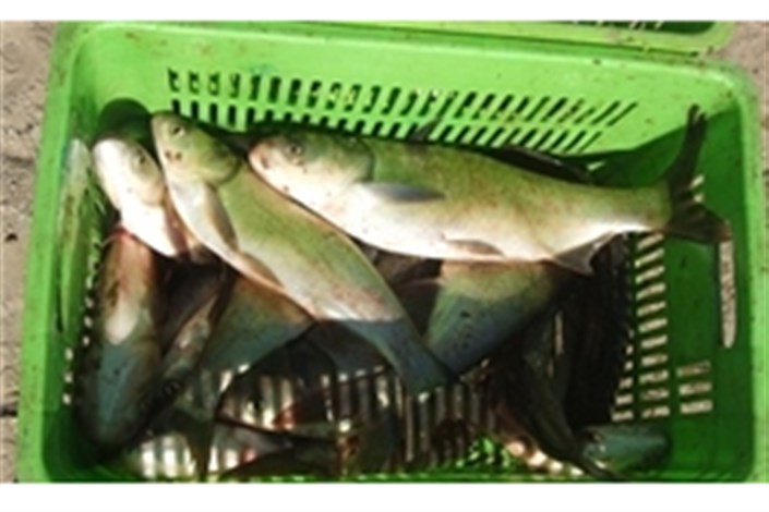راه‌اندازی 8 هزار واحد پرورش ماهی با پرداخت 120 میلیارد تومان تسهیلات توسط بسیج سازندگی