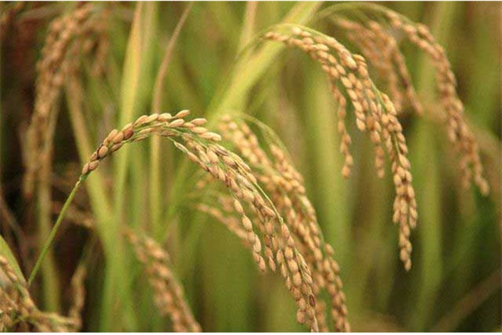 تولید افشانه ای از نانو ذرات نقره و جلوگیری از آفت زدگی برنج 