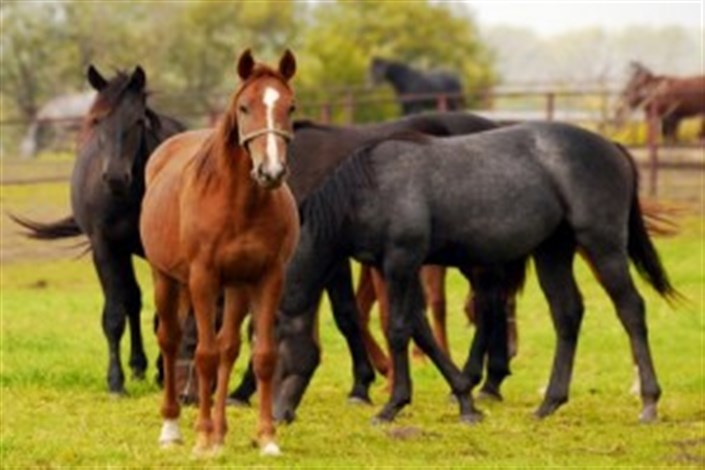 برایی نژاد: بیماری هرپس در یک  کانون پرورش اسب پایتخت مشاهده شد