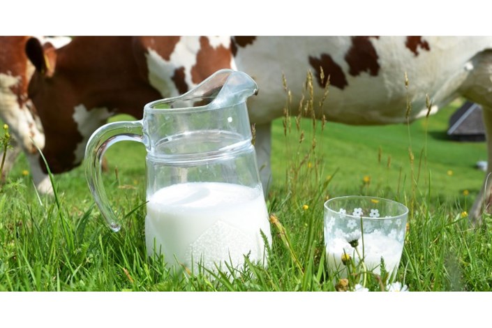 اردوخانی : 478 هزار تن شیر در تهران تولید شد