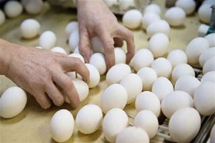 وجود ۱۶۰ هزارتن تخم مرغ مازاد در کشور