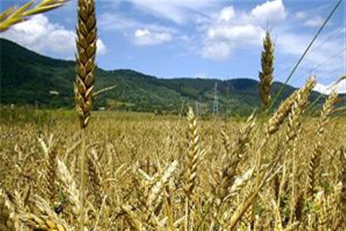 معاون وزیر جهاد کشاورزی: موجودی گندم بی سابقه است