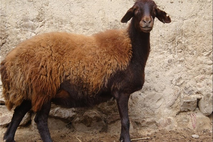 گوشت گوسفند ایرانی در کویت از تهران ارزان‌تر شد 