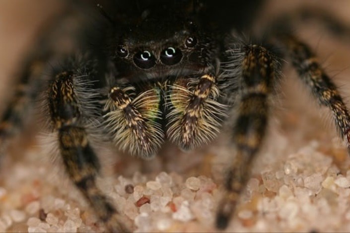 کشف بیش از ۵۰ گونه جدید عنکبوت در استرالیا