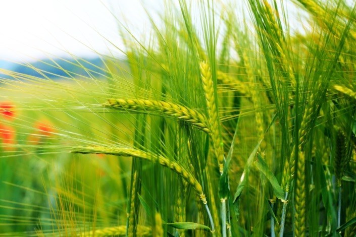 افزایش تولید داخلی و اشتغال با توسعه کشت دانه‌های روغنی در کشور