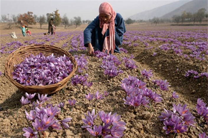 به دست گرفتن بازار جهانی زعفران از طریق بورس کالا