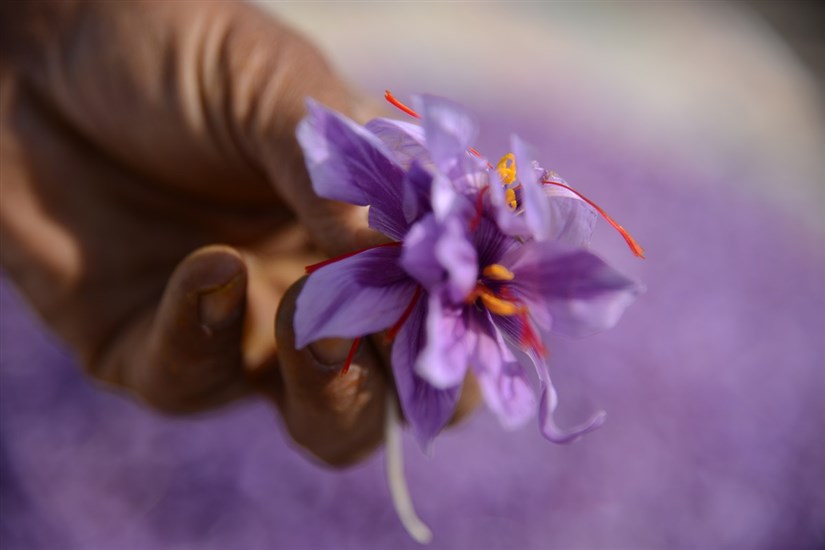 توسعه مزرعه زعفران، درختان به و گیاهان دارویی واحد شهربابک در سال جدید
