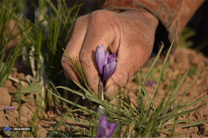معطر شدن دنیا به عطر زعفران ایرانی  در گرو  تسهیلات 11درصدی   