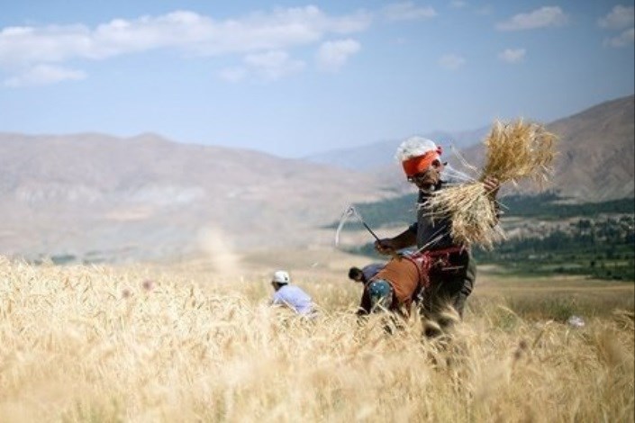 سیاست قیمت تضمینی، بازی برد- برد برای کشاورزان و دولت 