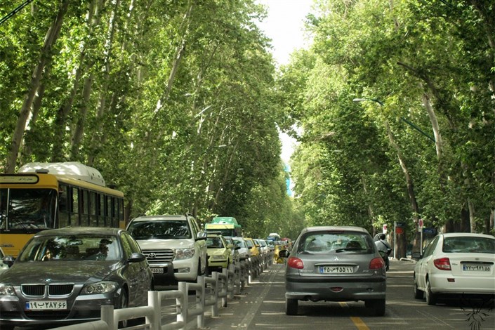 تأکید سازمان بازرسی کل کشور بر حفظ و نگهداری درختان خیابان ولی عصر