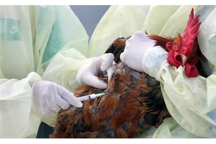 آخرین وضعیت شیوع آنفولانزای مرغی در کشور 
