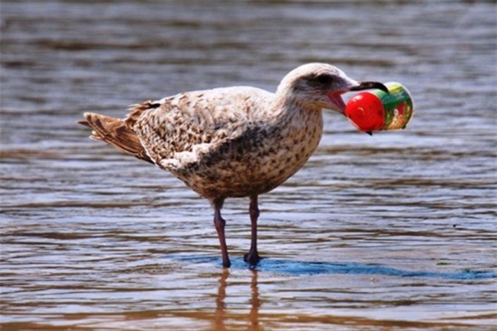 حل معمای پلاستیک خواری پرندگان دریایی