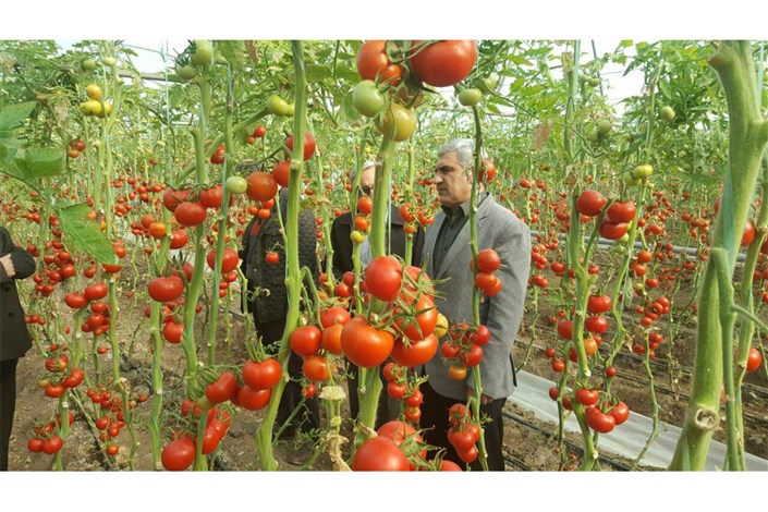 تولید سالیانه 300 تن محصولات گلخانه ای در شهرستان نمین