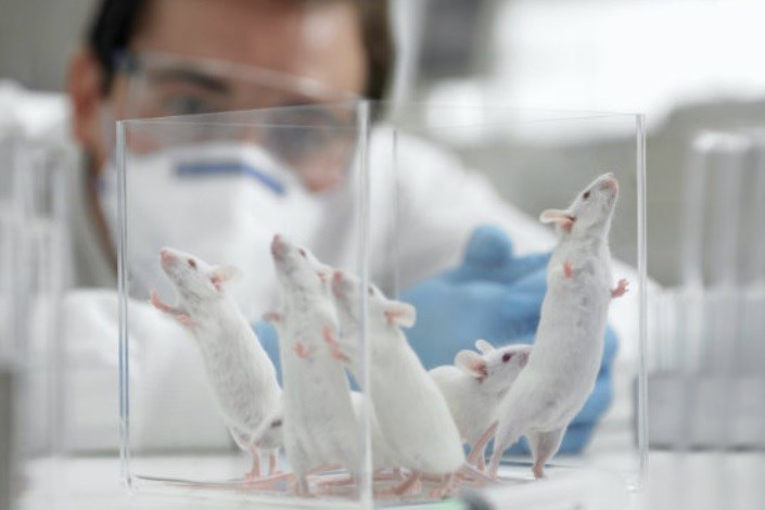 نخستین عمل پیوند بافت روده ای در موش ها با موفقیت انجام شد