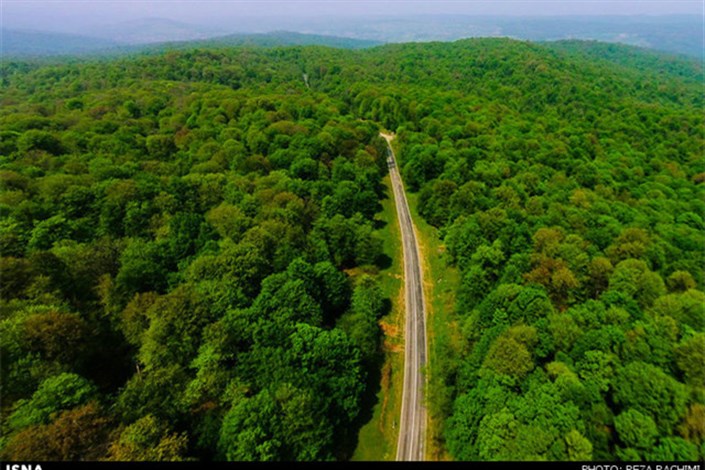 ٤٠ میلیون درخت ٣٠٠ ساله در جنگل‌های هیرکانی از دست رفته است/ استراحت جنگل برای امنیت ملی