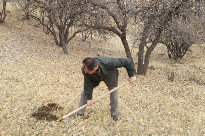 کاشت بیش از 70 هزار بذر بلوط درطرح ملی جنگلانه امسال کهگیلویه وبویراحمد