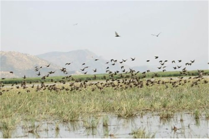 آنفلوآنزای فوق حاد پرندگان در دریاچه نمرود تلفات نداشته است