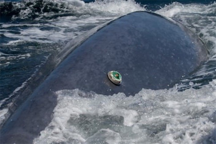 همکاری نهنگ‌ها با دانشمندان در اکتشافات اقیانوسی