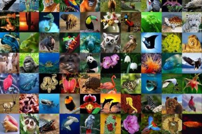 انقراض تنوع زیستی وتغییر اقلیم
