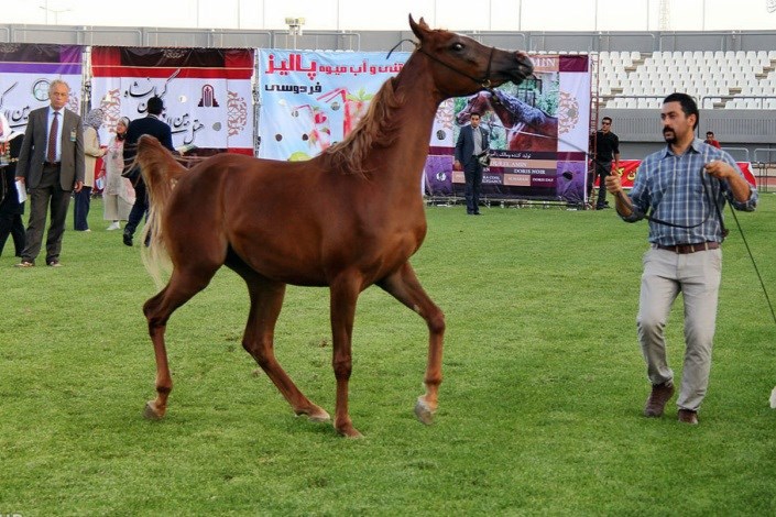 برگزاری جشنواره ملی زیبایی اسب در خراسان‌شمالی