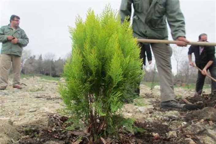 محکومیت متهم یاسوجی به کاشت ۲۰ درخت جنگلی