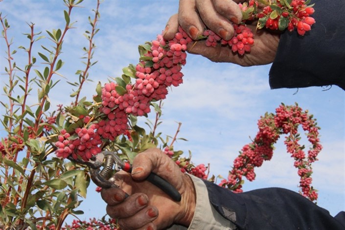 وضعیت قرمز زرشک‌کاران/زرشک‌کاران خراسان جنوبی : کشاورزی را تعطیل کنید، خیال ما را راحت