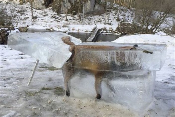 روباه یخ‌زده در مقابل هتلی در آلمان به نمایش گذاشته شد