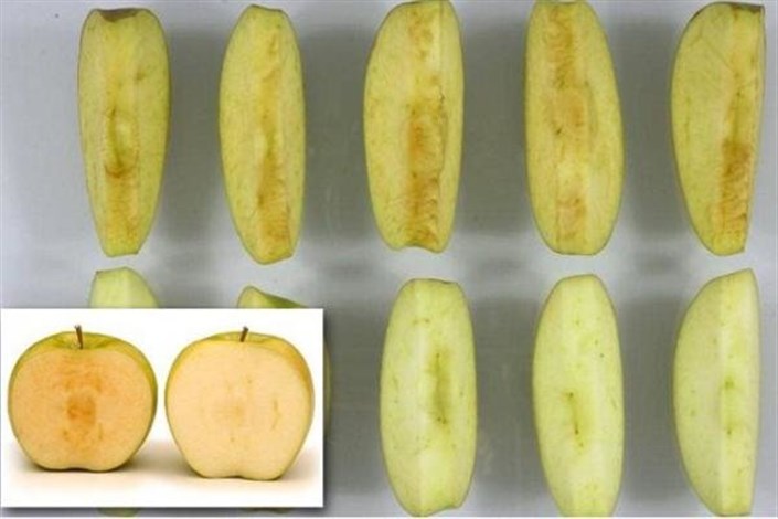تولید سیبی که سیاه نمی شود