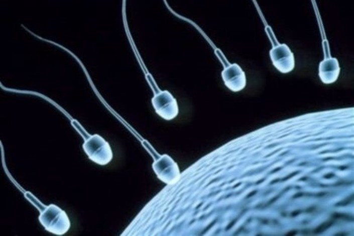  تولید سلول‌های جنسی قابل تقسیم از سلول‌های بنیادی پرتوان