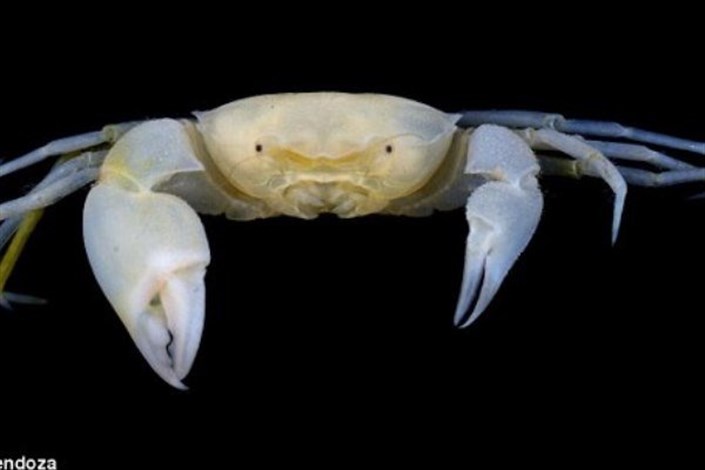 نامگذاری یک خرچنگ با الهام از داستان هری پاتر